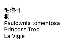 毛泡桐/桐/Paulownia tomentosa/Princess Tree/La Vigie, 2017